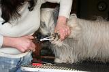 GRIFFES - SKYE TERRIER 066